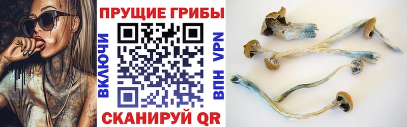 Галлюциногенные грибы Psilocybe  Купить закладки  Миллерово 